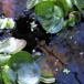 Vandhyacint (Eichhornia crassipes)