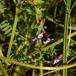 Smalbladet Vikke (Vicia sativa ssp. nigra)