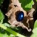 Blå Mynteguldbille (Chrysolina coerulans)