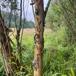Mandel-Pil (Salix triandra)