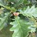 Hybrid-Eg (Quercus x rosacea)