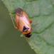 Glinsende Blomstertæge (Salicarus roseri)