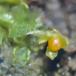 Bulet Muddermos (Physcomitrella patens)