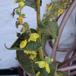 Hjertebladet Kongelys (Verbascum phlomoides)
