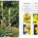 Uldbladet Kongelys (Verbascum densiflorum)