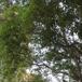 Proptrækker-Pil (Salix babylonica cv. tortuosa)