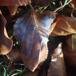 Bøge-meldug (Phyllactinia orbicularis)