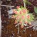 Liden Rundbælg (Anthyllis vulneraria ssp. vulneraria var. vulneraria)