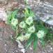 Grønblomstret Bjørneklo (Heracleum sphondylium ssp. sibiricum)