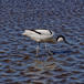 Klyde (Recurvirostra avosetta)