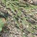 Spidsbladet Vej-Pileurt (Polygonum aviculare ssp. rurivagum)