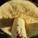 Kornet Slimrørhat (Suillus granulatus)
