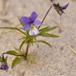 Klit-Stedmoderblomst (Viola tricolor ssp. curtisii)