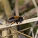 Rødbrystet Jordbi (Andrena clarkella)