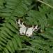 Sortrandet Måler (Lomaspilis marginata)