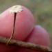 Børstefod (Crinipellis scabella)