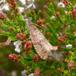 Tyttebærvikler (Stictea mygindiana)