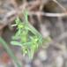Liden Vortemælk (Euphorbia exigua)