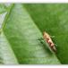 Phyllonorycter sp. (Phyllonorycter sp.)