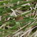 Fyrre-Skovmåler (Macaria liturata)