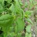 Newzealandsk Spinat (Tetragonia tetragonioides)