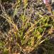 Dværg-Star coll. (Carex oederi)