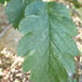 Selje-Røn (Sorbus intermedia)