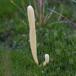 Lerfarvet Køllesvamp (Clavaria argillacea)