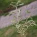 Rosmarin-Pil (Salix repens ssp. rosmarinifolia)