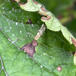 Kirsebærmøl (Argyresthia pruniella)