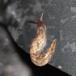 Net-Agersnegl (Deroceras reticulatum)