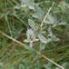 Gråris (Salix repens ssp. repens var. argentea)