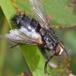 Exorista larvarum (Exorista larvarum)