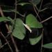 Lysgult Gedebladmøl (Ypsolopha nemorella)