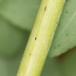 Kantet Perikon (Hypericum maculatum)