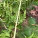 Bredbladet Mangeløv (Dryopteris dilatata)