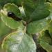 Frugttræbladhveps (Caliroa cerasi)