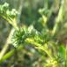 Bakke-Knavel (Scleranthus annuus ssp. polycarpos)