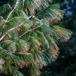 Weymouths-Fyr (Pinus strobus)