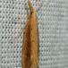 Lille Sødgræshalvmøl (Donacaula forficella)