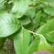 Ægte Kaprifolie (Lonicera caprifolium)