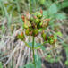 Bjerg-Perikon (Hypericum montanum)