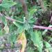 Hvidmelet Gåsefod (Chenopodium album ssp. album)