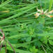 Sump-Kællingetand (Lotus pedunculatus var. pedunculatus)
