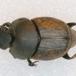 Lille Møggraver (Onthophagus similis)