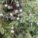 Almindelig Ene (Juniperus communis ssp. communis)