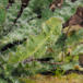 Krumhals (Anchusa arvensis)