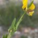 Smalbladet Kællingetand (Lotus tenuis)