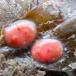 Stikkelsbærsøpung (Dendrodoa grossularia)