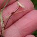 Børstefod (Crinipellis scabella)